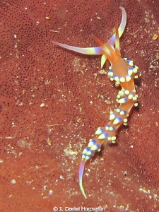 Phidiana indica, I think!!
 by J. Daniel Horovatin 